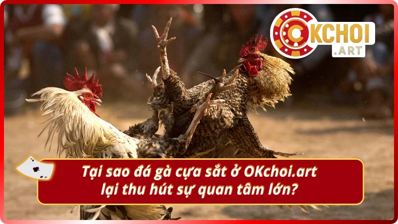 Lý do người chơi nên tham gia đá gà cựa sắt OKchoi