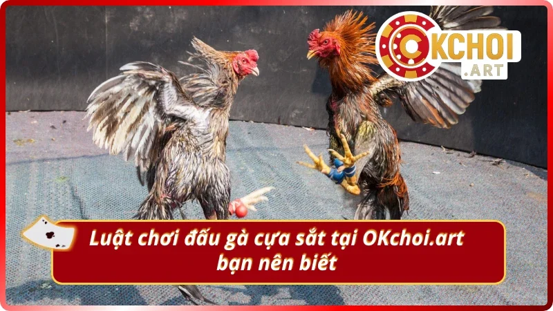 Hiểu rõ quy định trong đá gà trước khi đặt cược