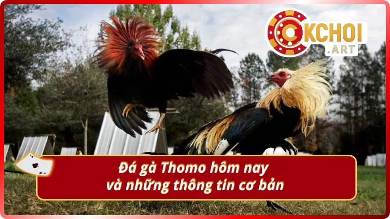 Khám phá hình thức đá gà Thomo hôm nay tại OKchoi