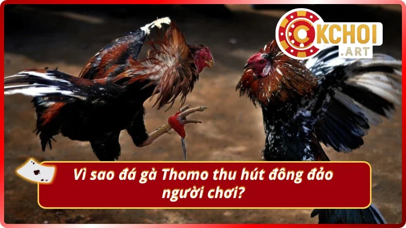 Những lý do giúp đá gà Thomo được yêu thích đông đảo