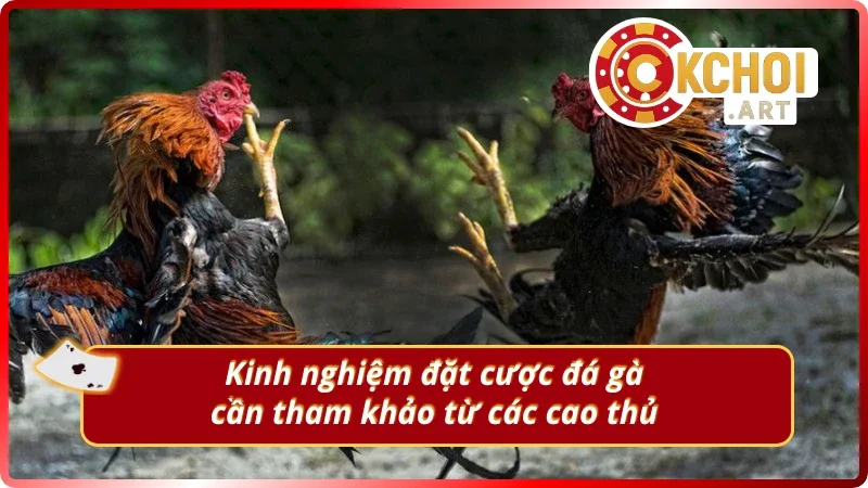 Những bí quyết cá cược đá gà Thomo nên biết