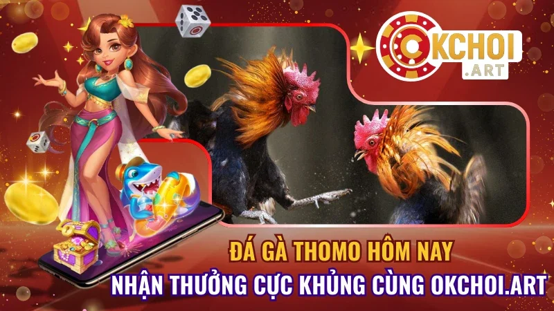 Đá Gà Thomo Hôm Nay