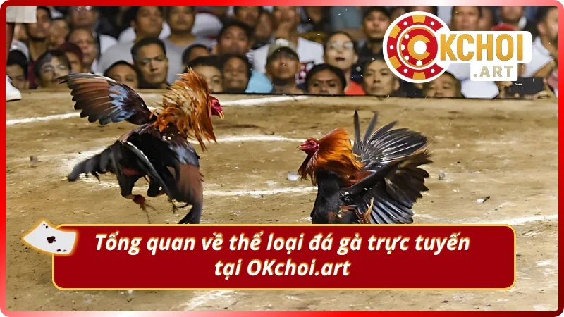 Khám phá loại hình cá cược đá gà OKchoi