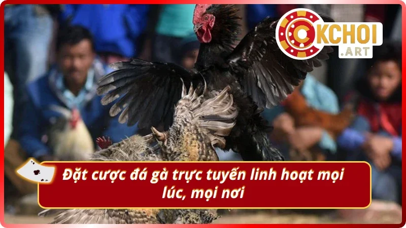 Đặt cược đá gà cực linh hoạt tại nhà cái OKchoi