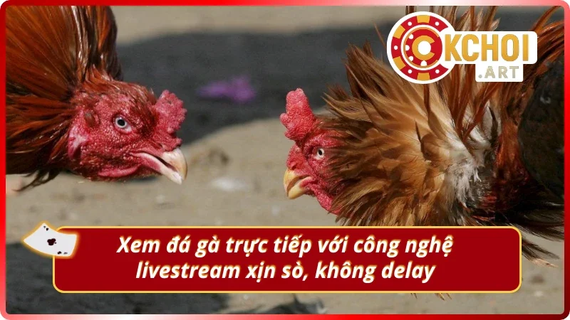Trải nghiệm xem đá gà trực tiếp với công nghệ live cực xịn 